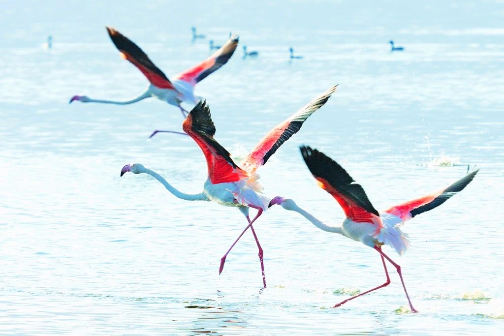 flamingos walking in the water