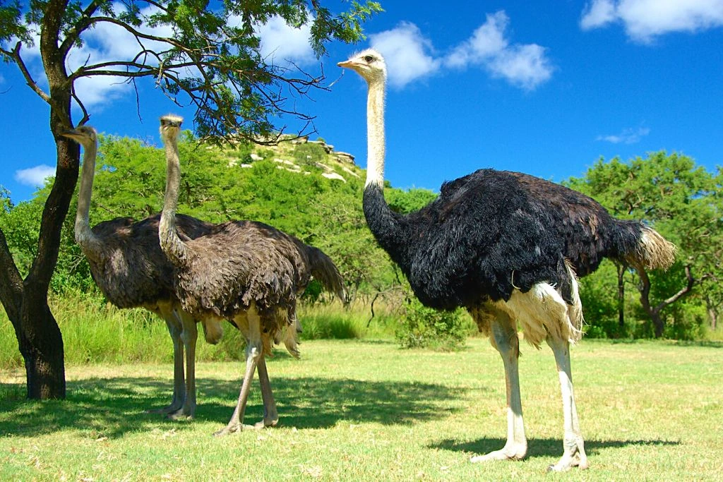 three ostriches standing under the tree