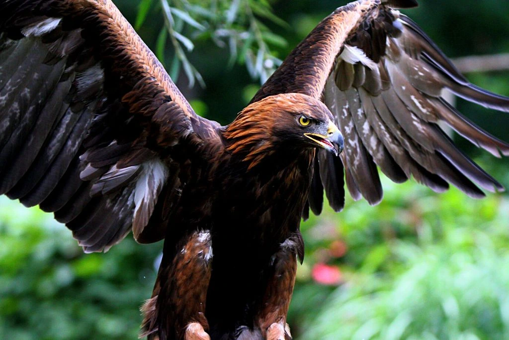 golden eagle - aquila chrysaetos daphanea is resting on a branch and preparing to fly