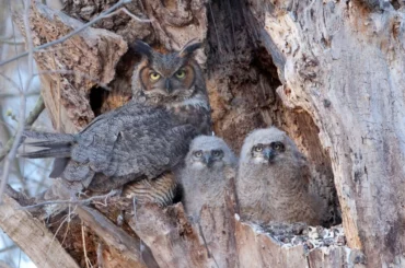 A family of Great Horned Owl resting on the side of a decaying tree trunk