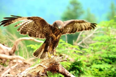 Hawk standing at a branch of a tree while spreading its wings