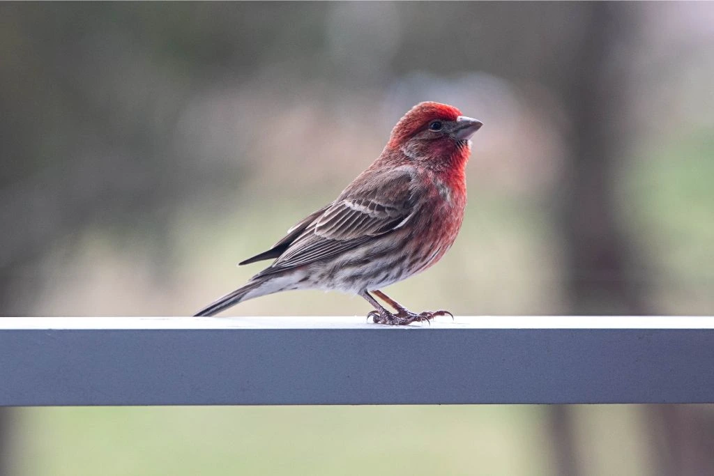 house finch perched on metal railing