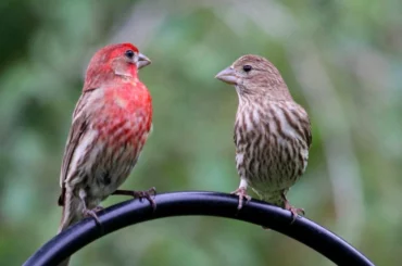 couple of house finch perched on a tree branch