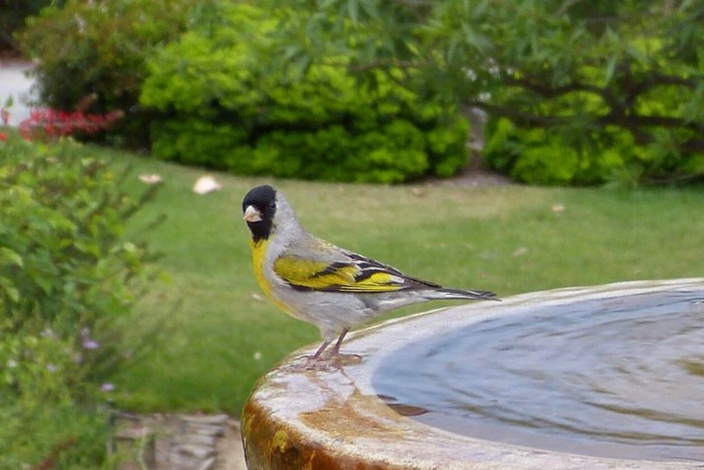 Lawrence’s Goldfinch perched on the edge of a wood table