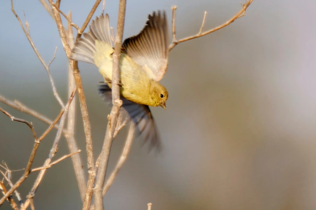 Lesser Goldfinch taking off from a tree branch