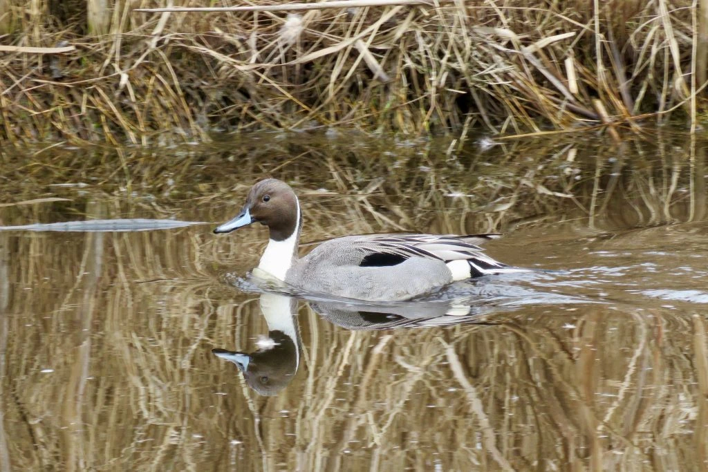 Northern pintail swimming in the swamp