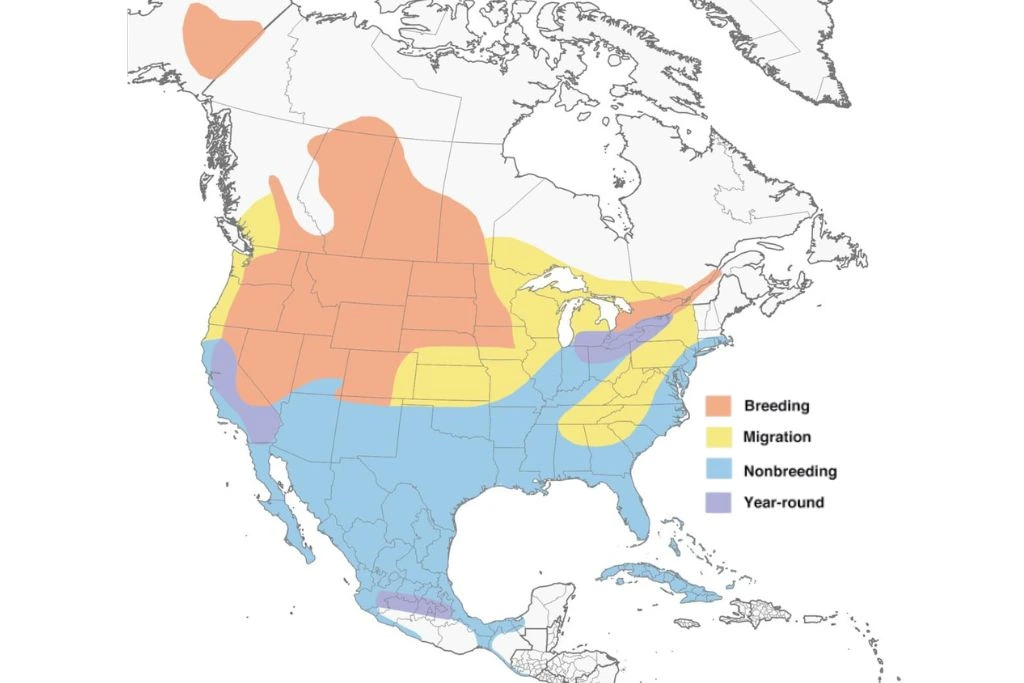 Redhead Duck Range Map Source The Cornell Lab Allaboutbirds.org .webp
