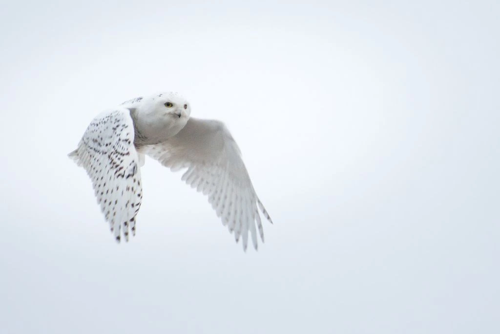 snowy owl flying in the sky