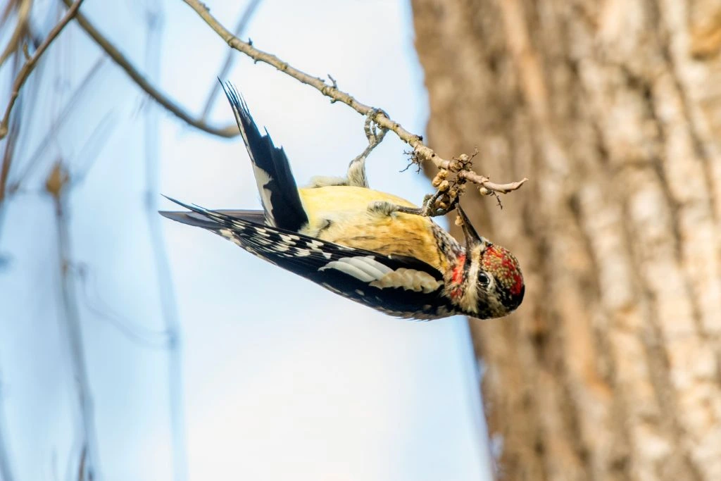 A Yellow-Bellied Sapsucker hanging on the branch of a tree while eating its fruit.