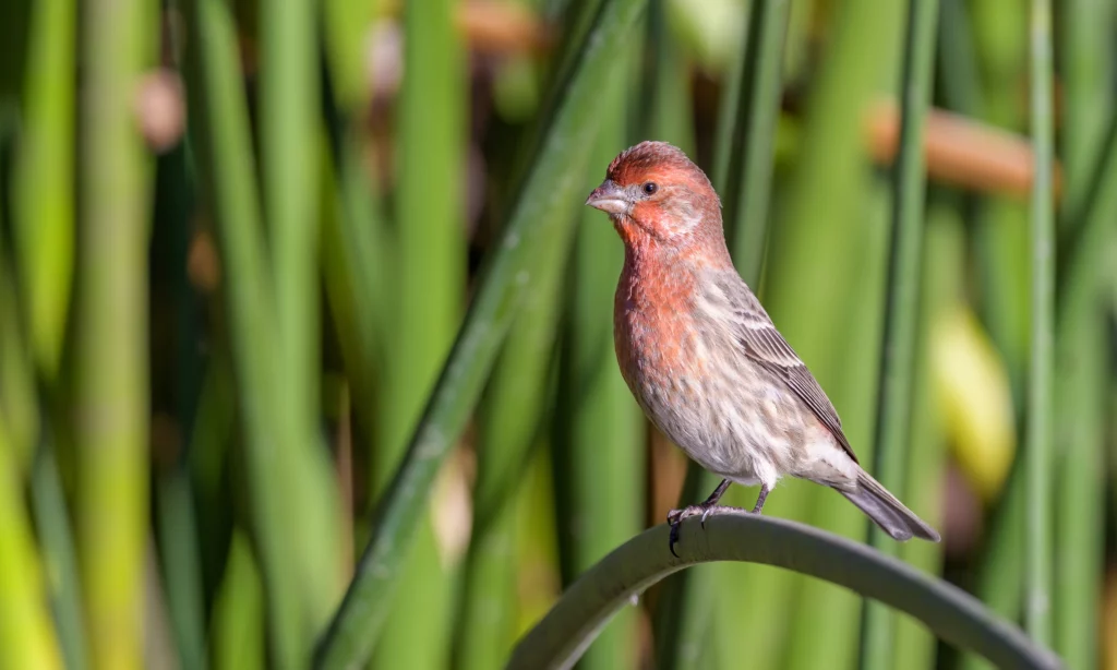 House Finch perched on a grass stalk