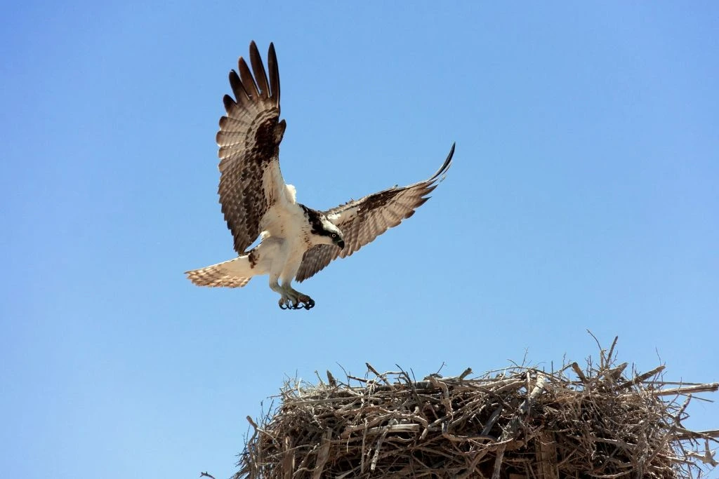 an osprey flying towards a nest