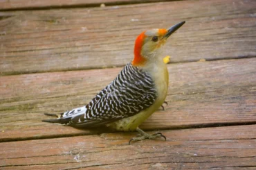 Red Bellied Wood Pecker on the table