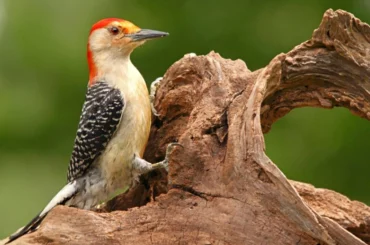 Red-Bellied Woodpecker perching on a tree