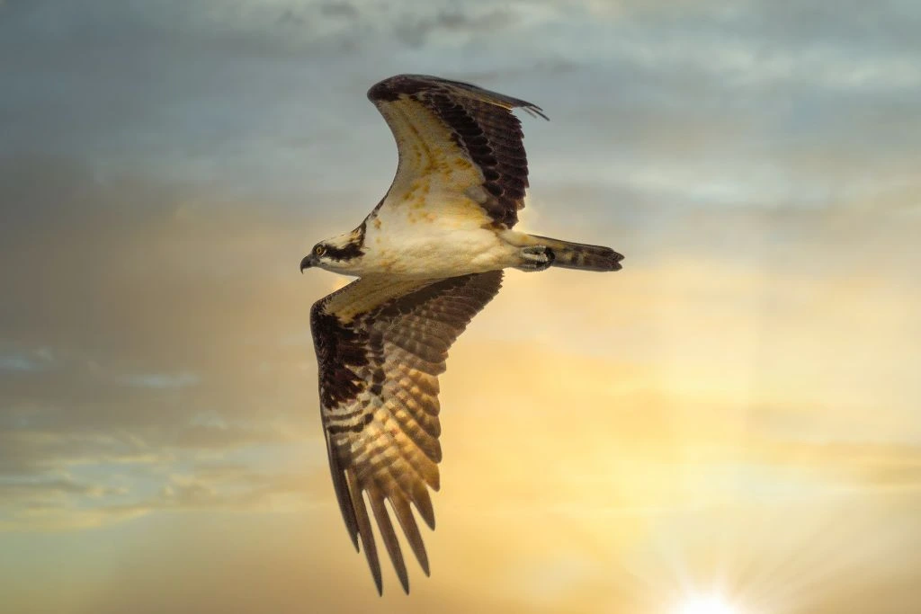 a flying short-tailed hawk 