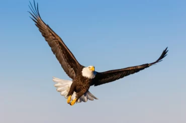 Soaring Bald Eagle