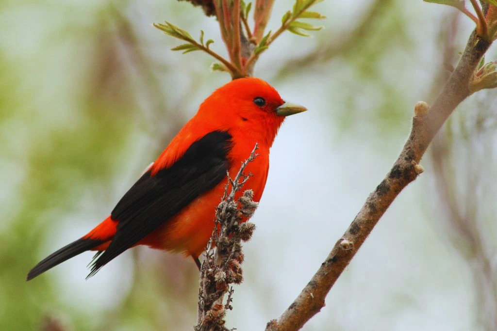 a red scarlet tanager bird standing on a branch of a tree