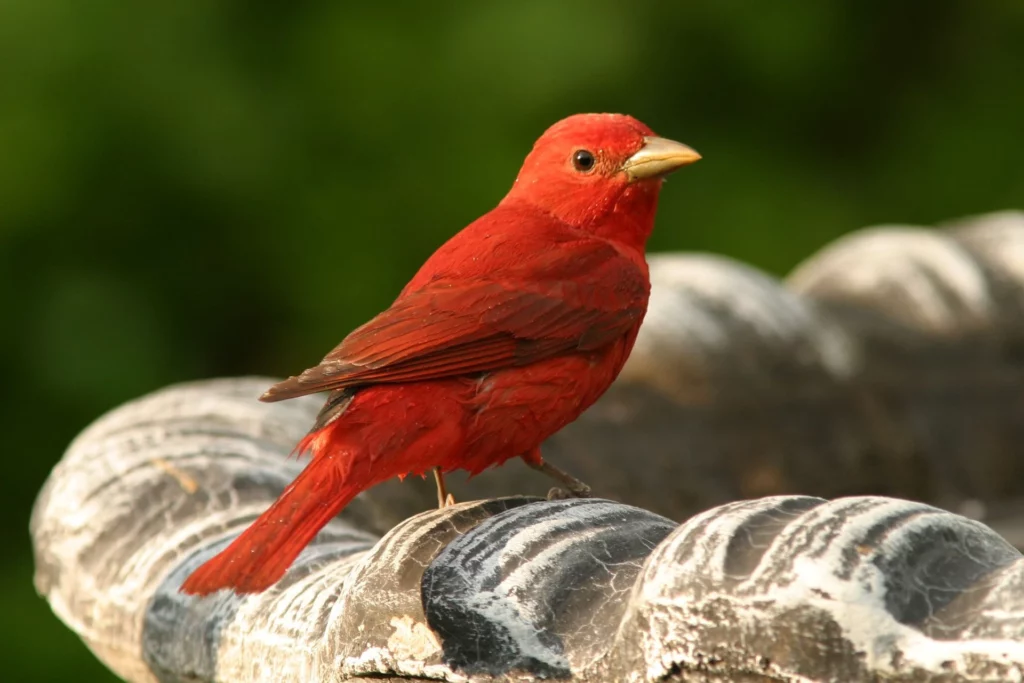a red summer tanager doing birdbath 