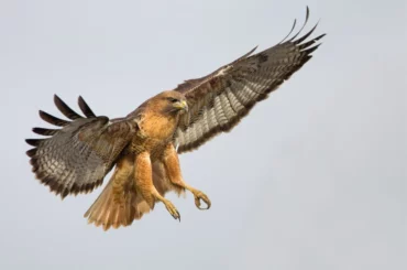 a flying hawk