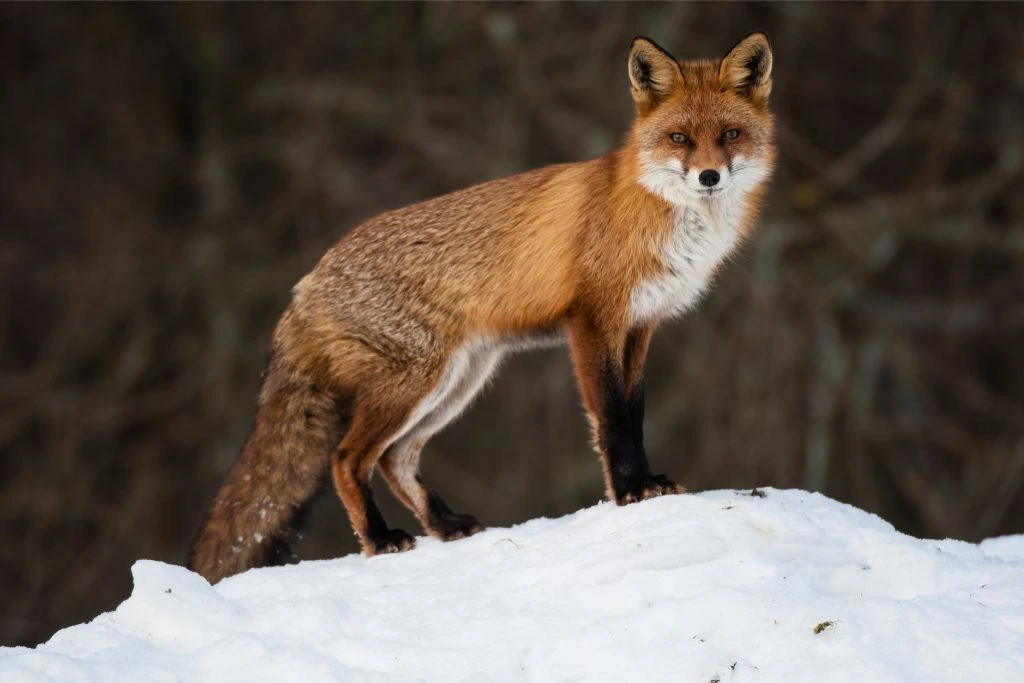 red fox standing on the ground covered in snow