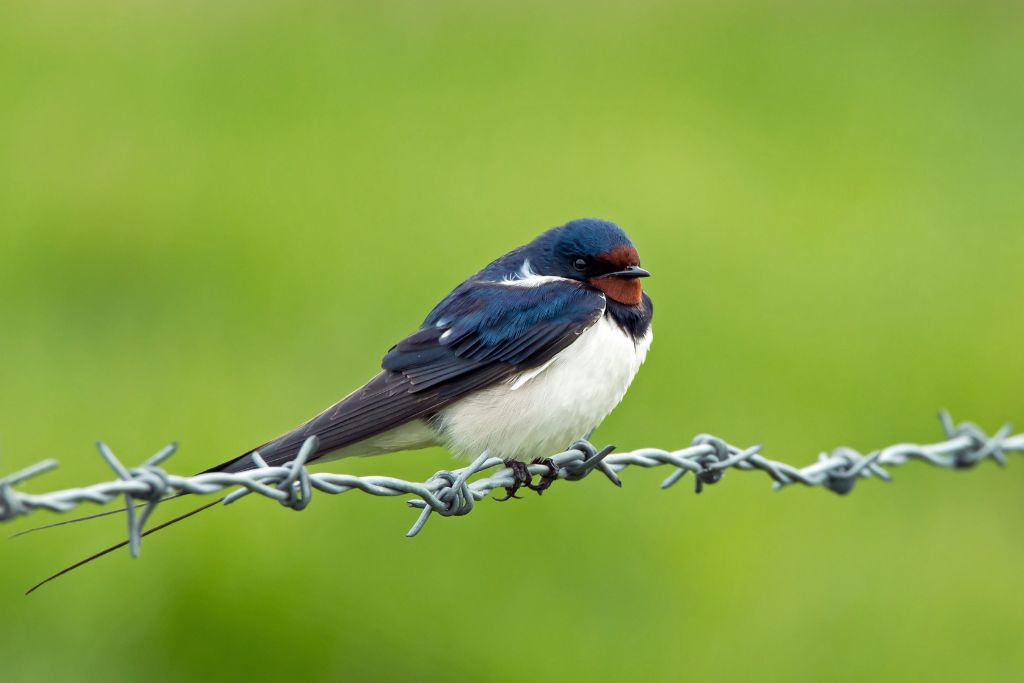 barn swallow resting on a long metal wire