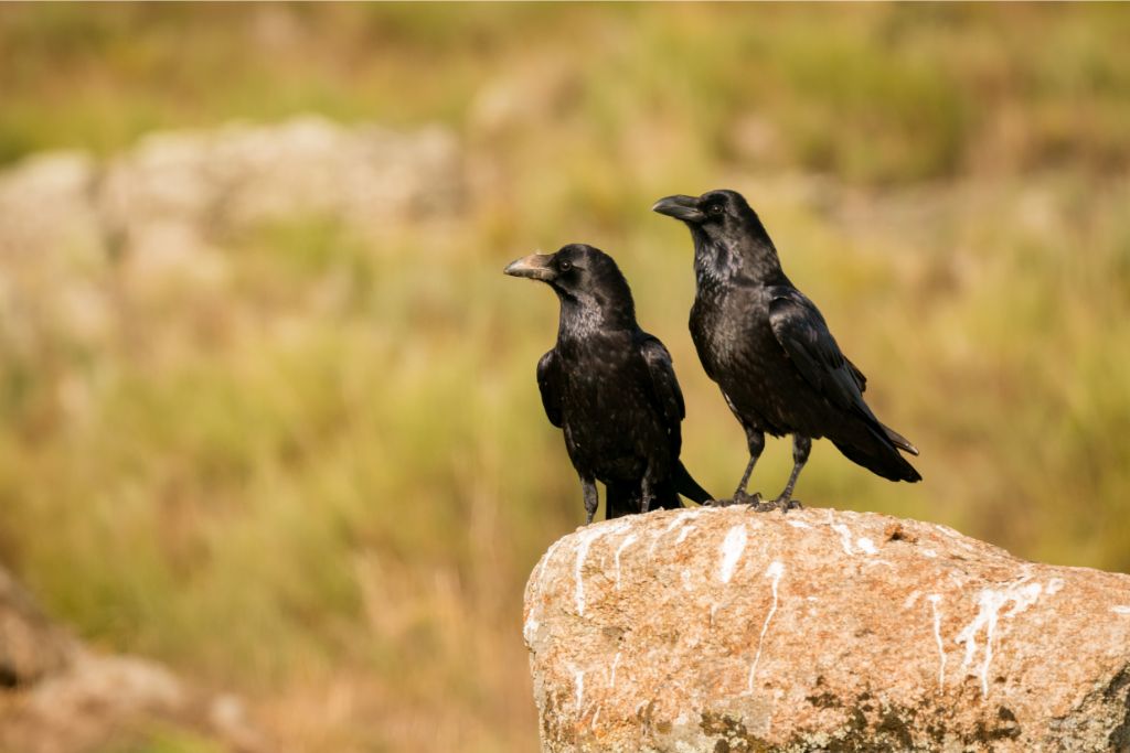 two common raven standing on a rock
