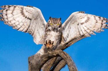 Great Horned Owl aiming to fly