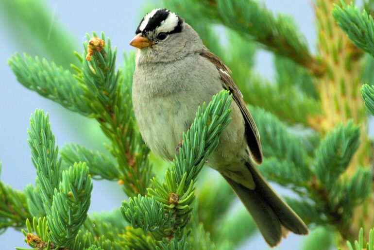 White-Crowned Sparrow resting on tree branch with green leaves
