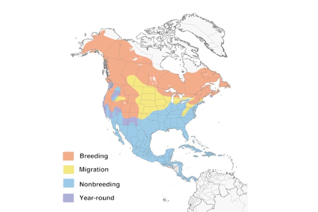 yellow-rumped warbler range map