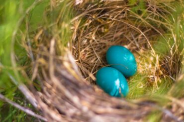 Blue Eggs on nest of a bird