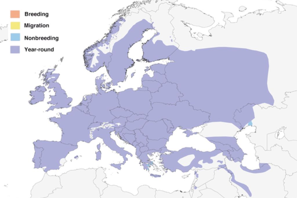 eurasian blue tit range map