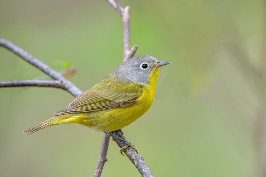 nashville warbler standing on a branch of tree in nature