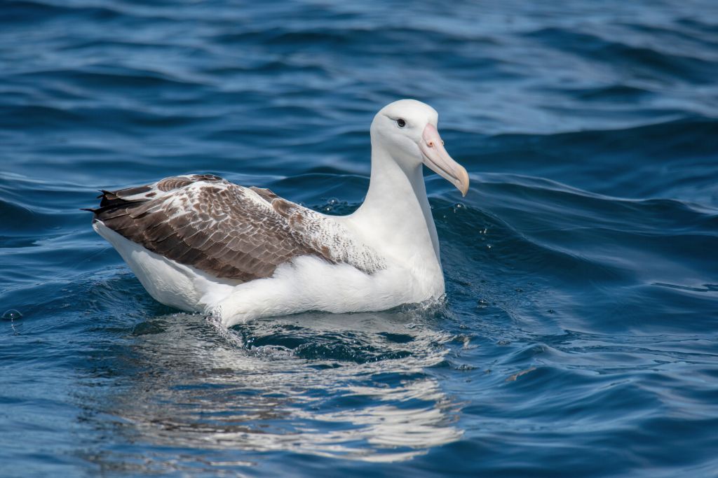royal albatross taking a bath on a sea