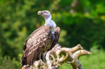 Ruppell's Griffon Vulture standing on a fallen branch of tree