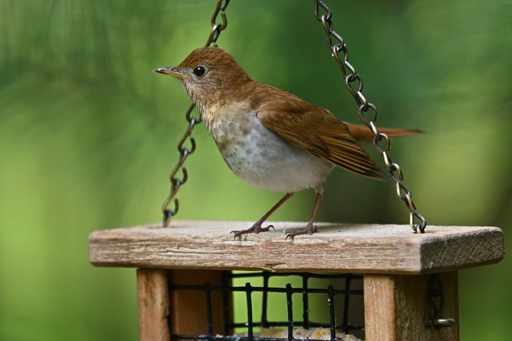 veery bird standing on a bird feeder