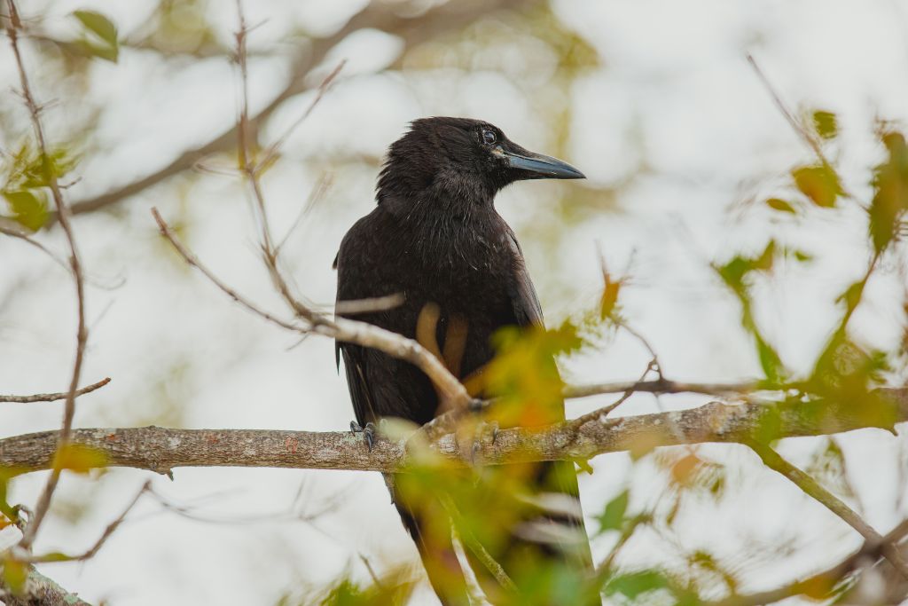 crow perching on the twig
