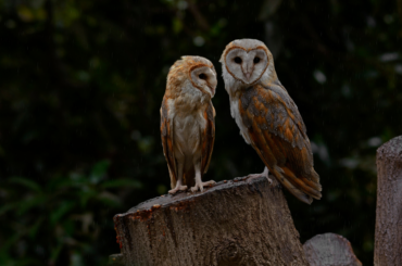 owls at night time