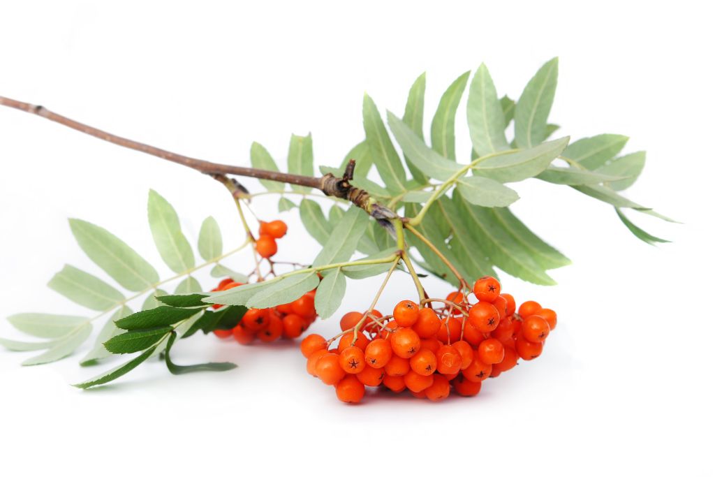 mountain ash berries on a white background
