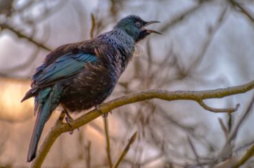 chirping bird on a branch at sunset