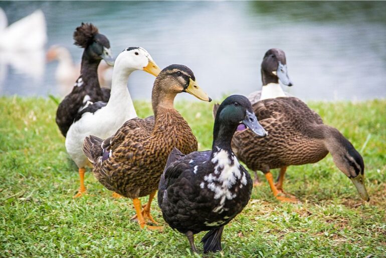 ducks on grass