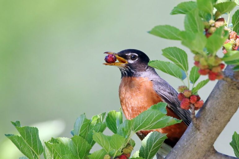 an american robin sitting on a mulberry tree