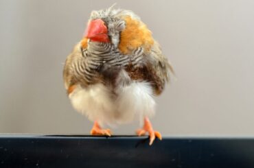 sleeping bird on a metal fence