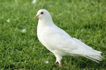 dove on grass