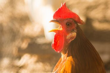 a rooster crowing