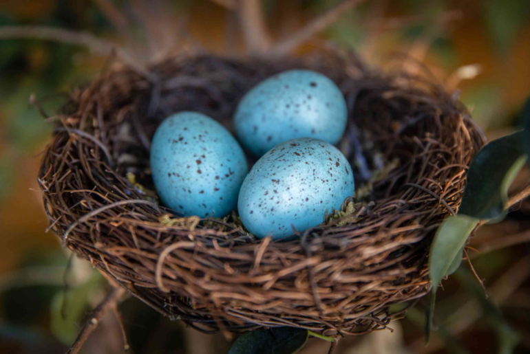 three blue eggs on a nest