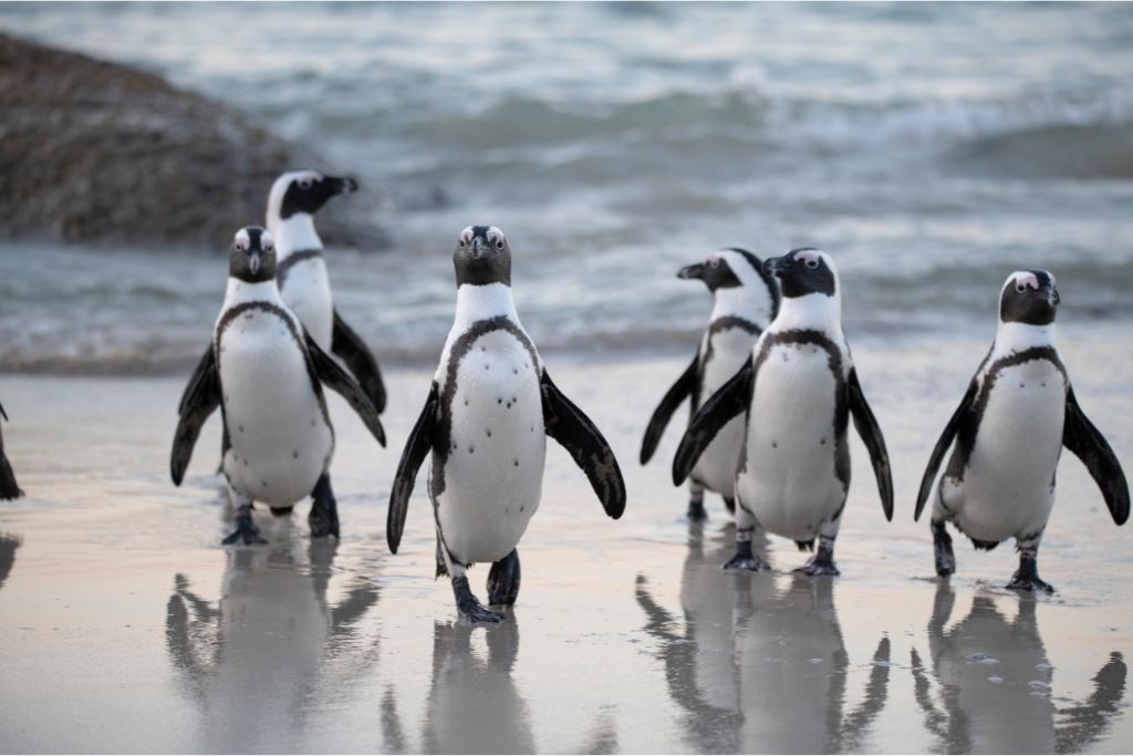 flocks of penguin near the sea