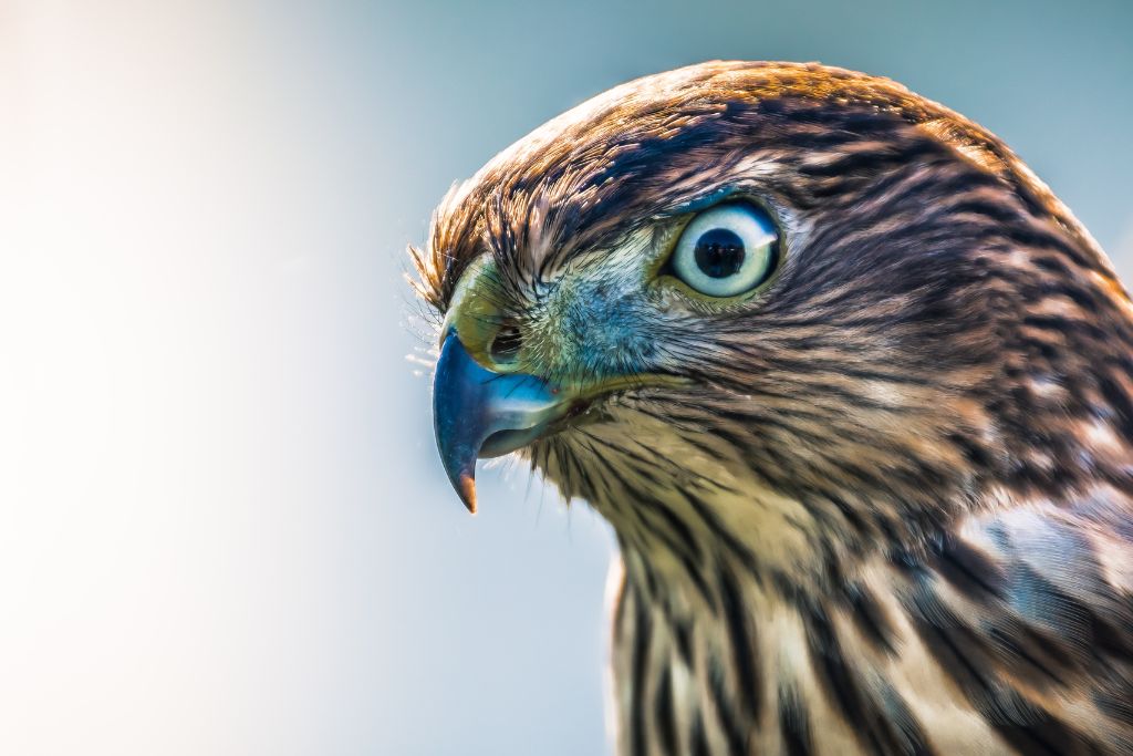 close up look on hawk