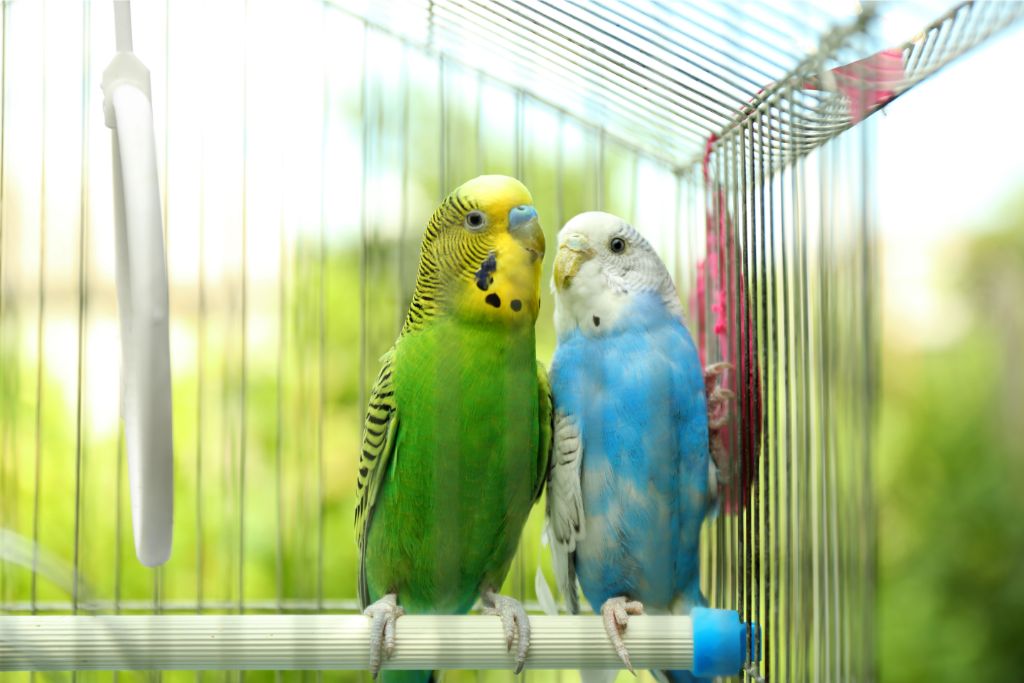 love birds standing next to each other inside a cage