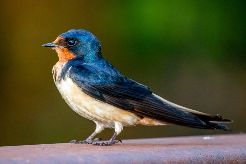 a close up photo of barn swallow
