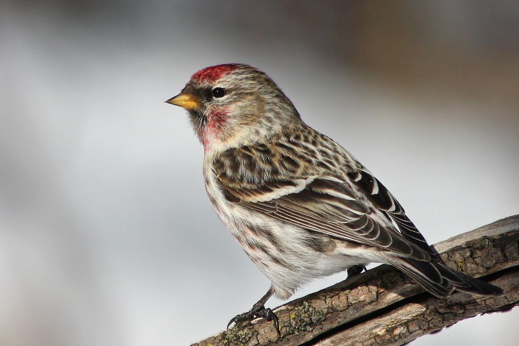 common redpoll standing on a tree branch