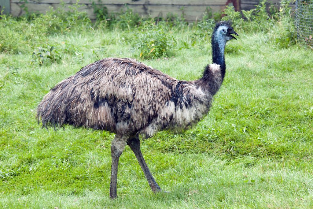 emu walking through a field of green grass